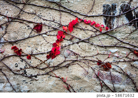 ivy on stone wall ivy on stone wall 58671632