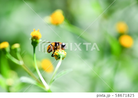オオハナアブ オオハナアブ 58671825