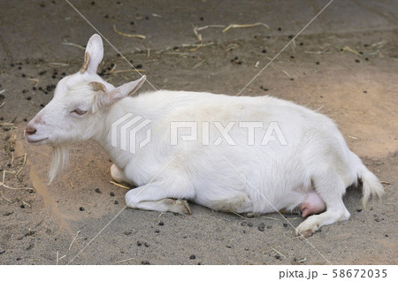 ヤギ 58672035