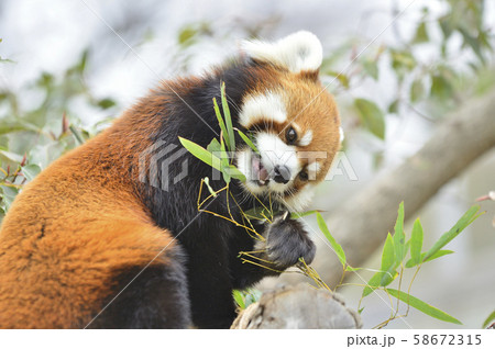 レッサーパンダ（赤パンダ） 58672315