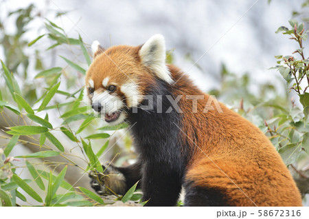 レッサーパンダ（赤パンダ） 58672316