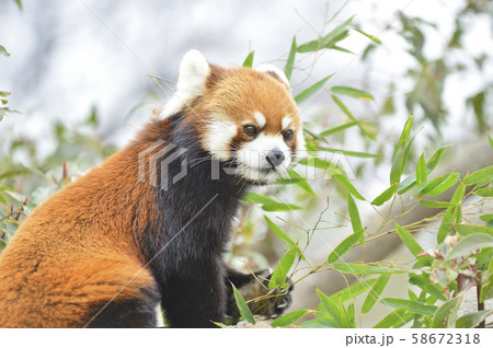 レッサーパンダ（赤パンダ） 58672318