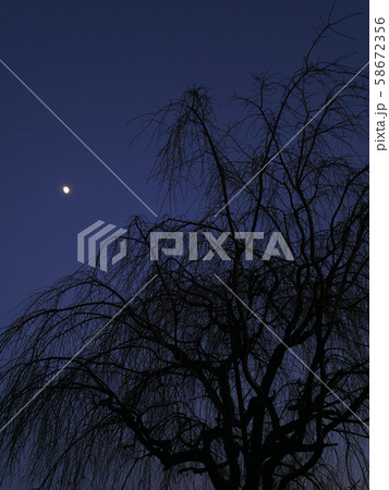 冬の枝垂桜と月 58672356
