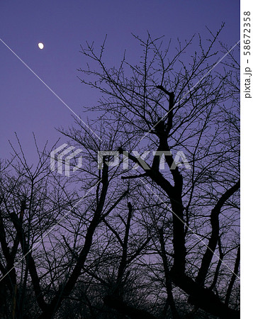 冬の染井吉野と月 58672358