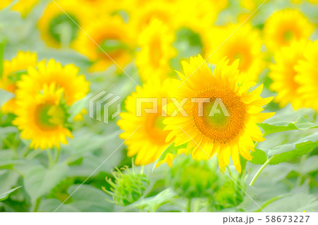 向日葵 （明野ひまわり畑） 58673227
