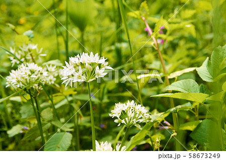Detailed view of white flowers of wild garlic Detailed view of white flowers of wild garlic 58673249