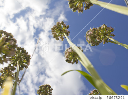 ローアングル 植物 自然 58673291
