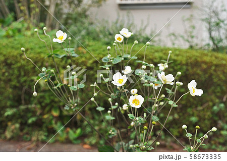 白いシュウメイギクの花 白いシュウメイギクの花 58673335