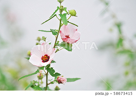 白い小さなタカサゴフヨウの花の写真素材 [58673415] - PIXTA