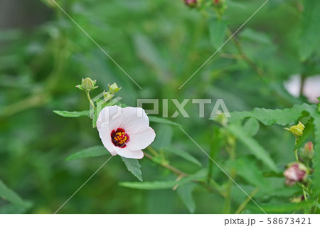 白い小さなタカサゴフヨウの花 58673421