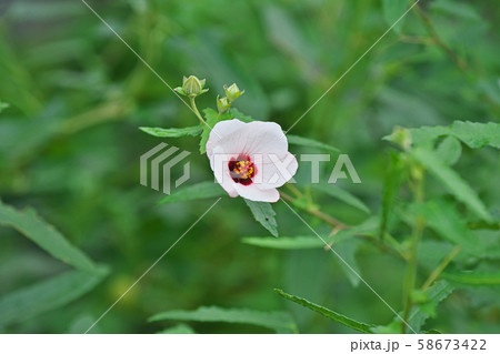 白い小さなタカサゴフヨウの花 白い小さなタカサゴフヨウの花 58673422