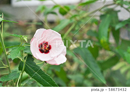 白い小さなタカサゴフヨウの花 白い小さなタカサゴフヨウの花 58673432