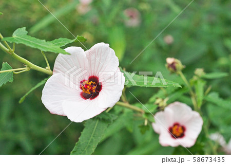 白い小さなタカサゴフヨウの花 58673435