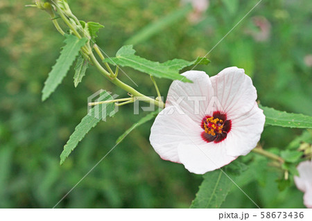 白い小さなタカサゴフヨウの花 58673436