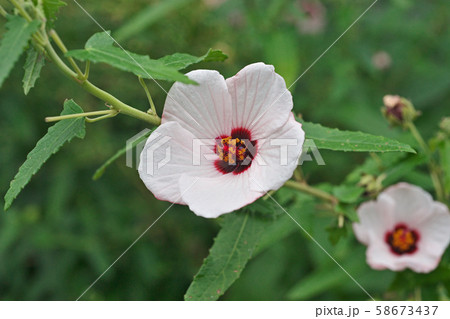 白い小さなタカサゴフヨウの花 58673437