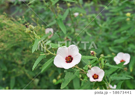 白い小さなタカサゴフヨウの花 58673441