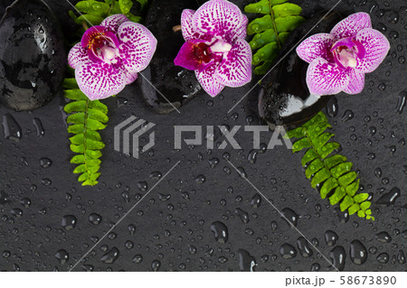 Zen concept. Beautiful orchid flowers, green Zen concept. Beautiful orchid flowers, green 58673890