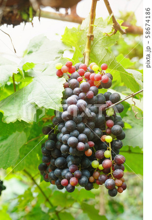 Bunch of grapes in the vineyard Bunch of grapes in the vineyard 58674186