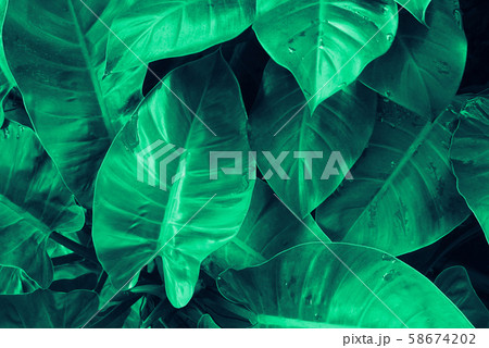 Green theme on leaf backgroud texture 58674202