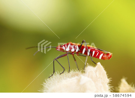 Red firebug on natural background Red firebug on natural background 58674594