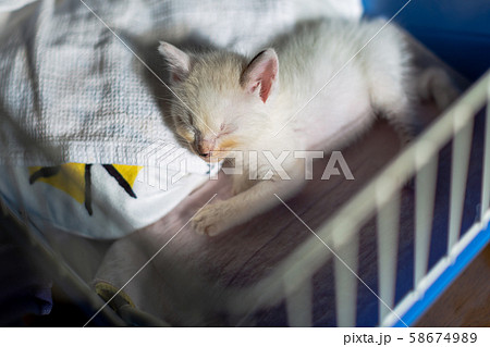 仔猫　生後4週間　保護猫 58674989