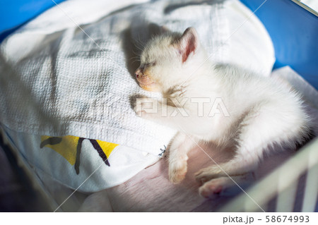 仔猫　生後4週間　保護猫 58674993