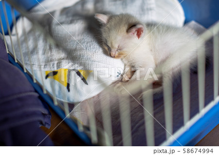 仔猫　生後4週間　保護猫 58674994