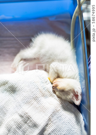 仔猫　生後4週間　保護猫 58674995