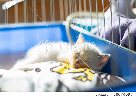 仔猫 生後4週間 保護猫 仔猫 生後4週間 保護猫 58674999