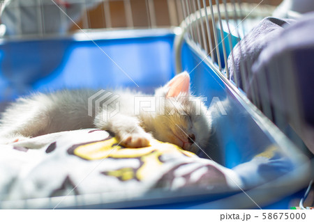 仔猫　生後4週間　保護猫 58675000