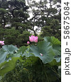 蓮の花 58675084