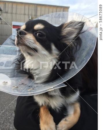 Chihuahua Black & Tan Umbrella Chihuahua Black & Tan Umbrella