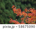 もみじの紅葉 58675090