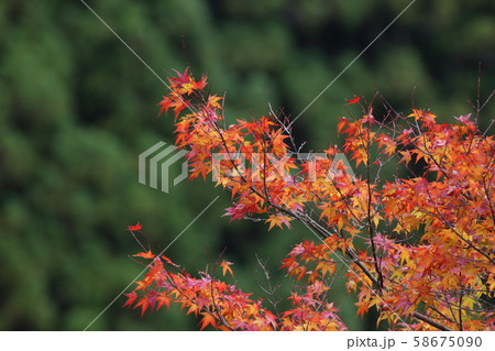 もみじの紅葉 58675090