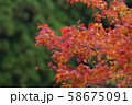 もみじの紅葉 58675091