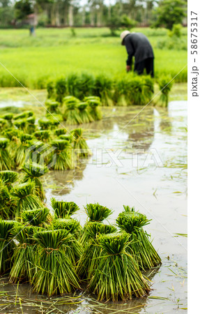 Farmers in thailand traditional thai rice growth 58675317