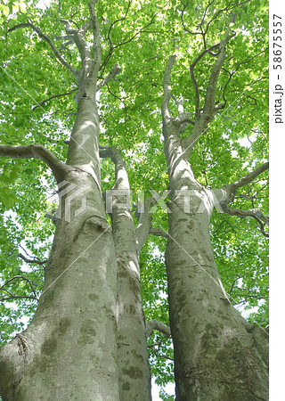 新緑の橅 58675557