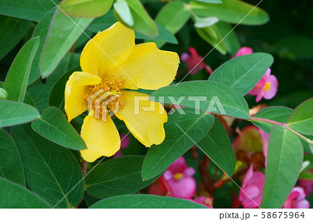 ヒペリカム・ヒドコード 58675964