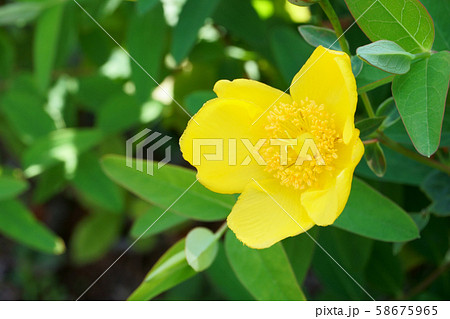 ヒペリカム・ヒドコード ヒペリカム・ヒドコード 58675965