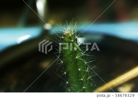 Cactus in the pot Cactus in the pot 58676329
