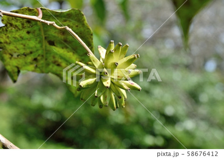 カンレンボクの実 カンレンボクの実 58676412