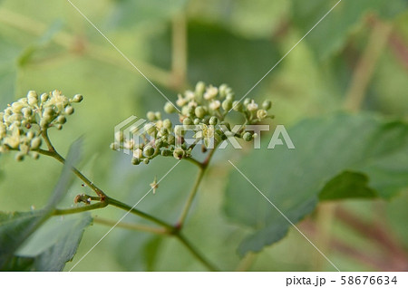ノブドウの花 58676634