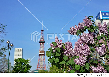 札幌大通公園のライラック 58677133