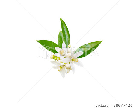 Neroli blossom isolated on white 58677420