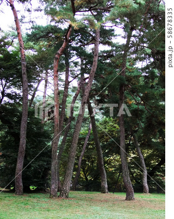 松 自然 少数書院 58678335