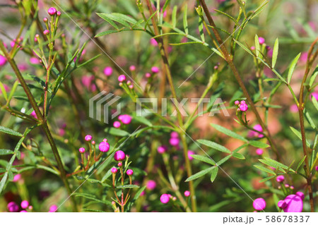 ボロニアピナータの花の蕾の写真素材