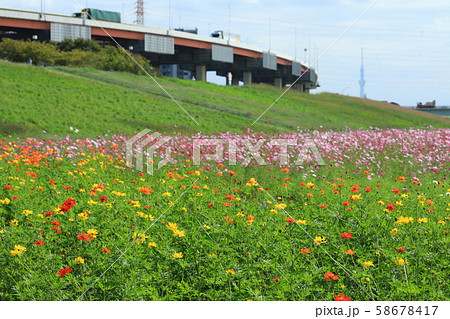 都市農業公園の満開のコスモス畑と東京スカイツリー 都市農業公園の満開のコスモス畑と東京スカイツリー 58678417