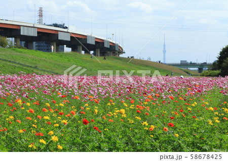 都市農業公園の満開のコスモス畑と東京スカイツリー 都市農業公園の満開のコスモス畑と東京スカイツリー 58678425