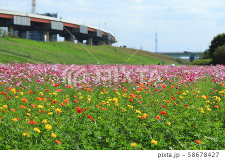 都市農業公園の満開のコスモス畑と東京スカイツリー 都市農業公園の満開のコスモス畑と東京スカイツリー 58678427