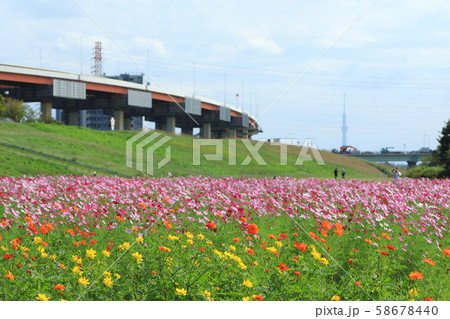 都市農業公園の満開のコスモス畑と東京スカイツリー 都市農業公園の満開のコスモス畑と東京スカイツリー 58678440